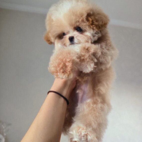 Мальчишка мальтипу