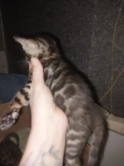 Продам бенгальских котят