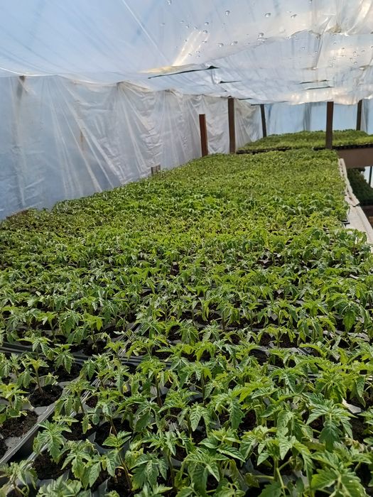 Răsaduri de legume profesionale