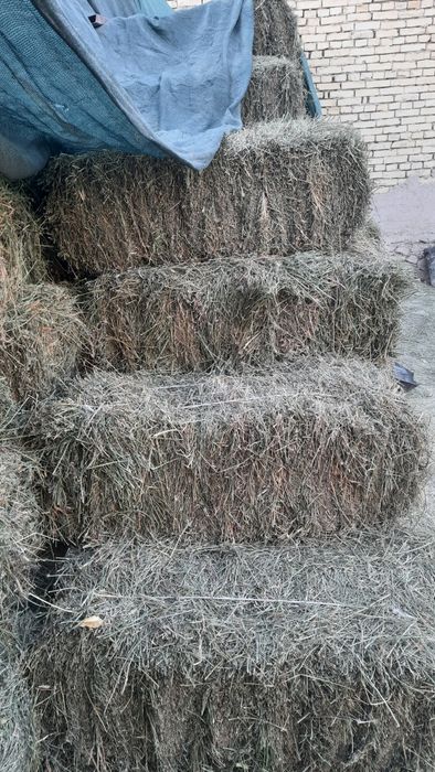 Беда прес сотилади