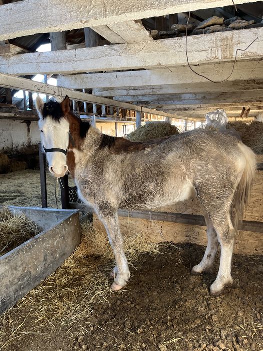 Продам кабылу больше трех лет