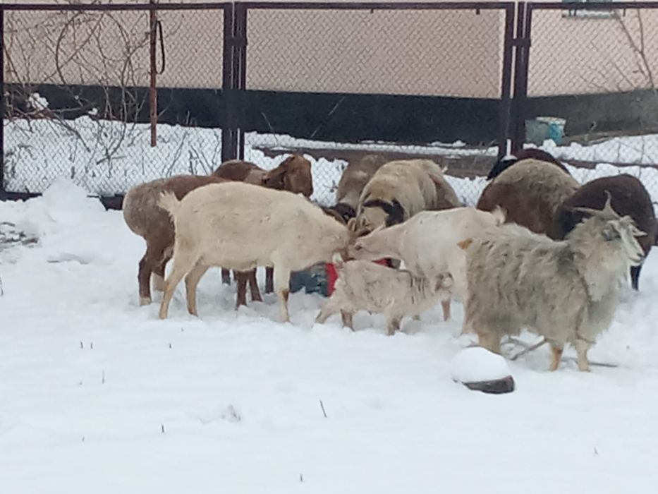 8 бас токты кошкар