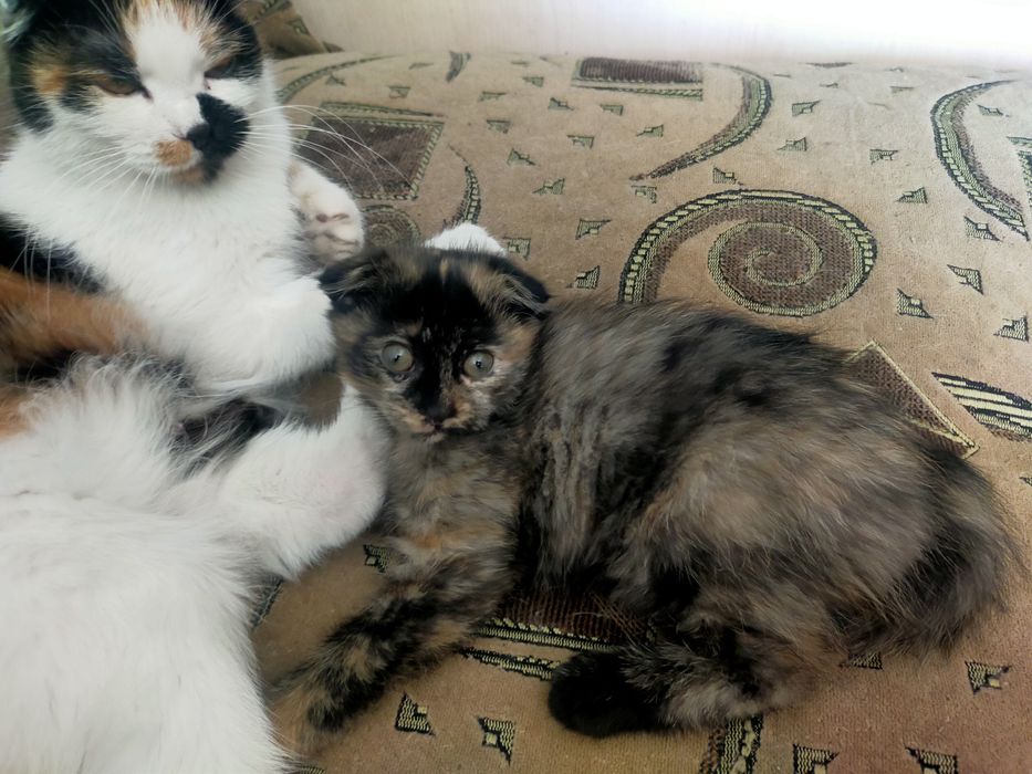 Котенок шотландский вислоухий