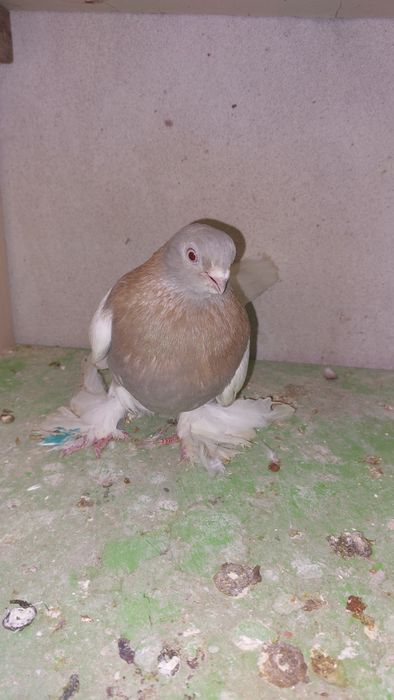 Голуби тасман голубка кептер