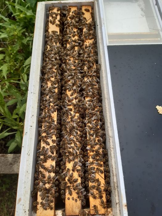 Пчелни отводки ДБ,записвам за сезон 2026г.