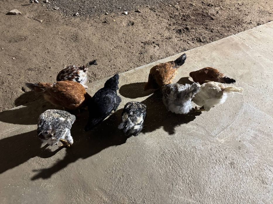 Damashniy xoʻroz toʻviq