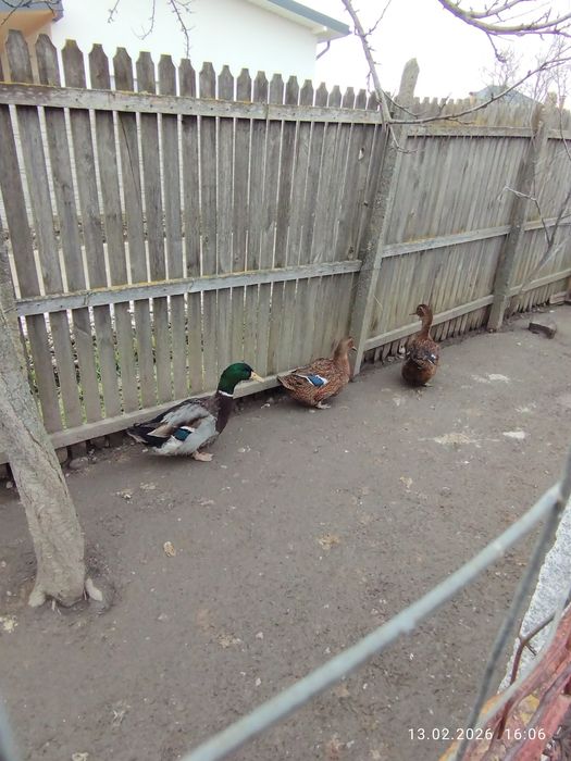 Rațe Rouen sălbatic