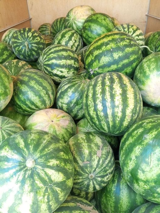 Mashina Ford gazil Bango farqi yuq tarvuz yuklab Samarqand,Navoi Buxor