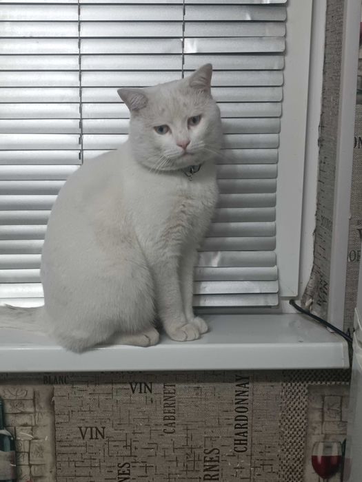 Скоттиш страйт отдам.