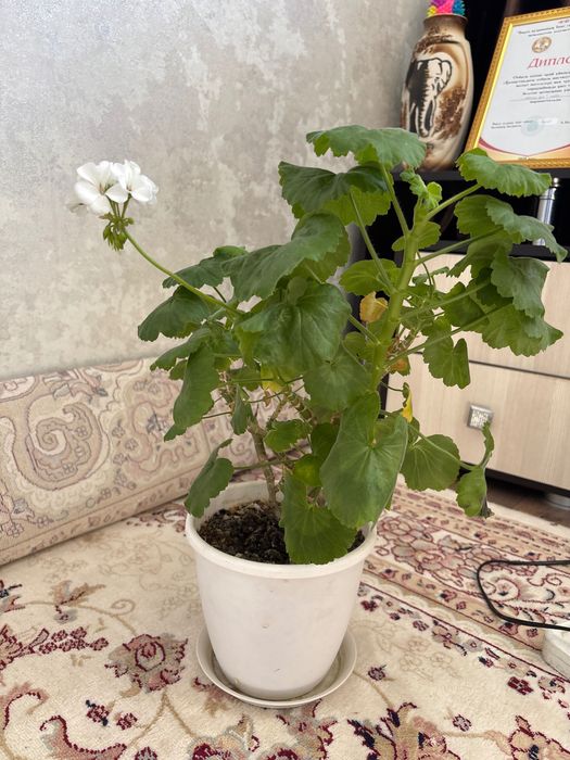 Продам растения в горшочках