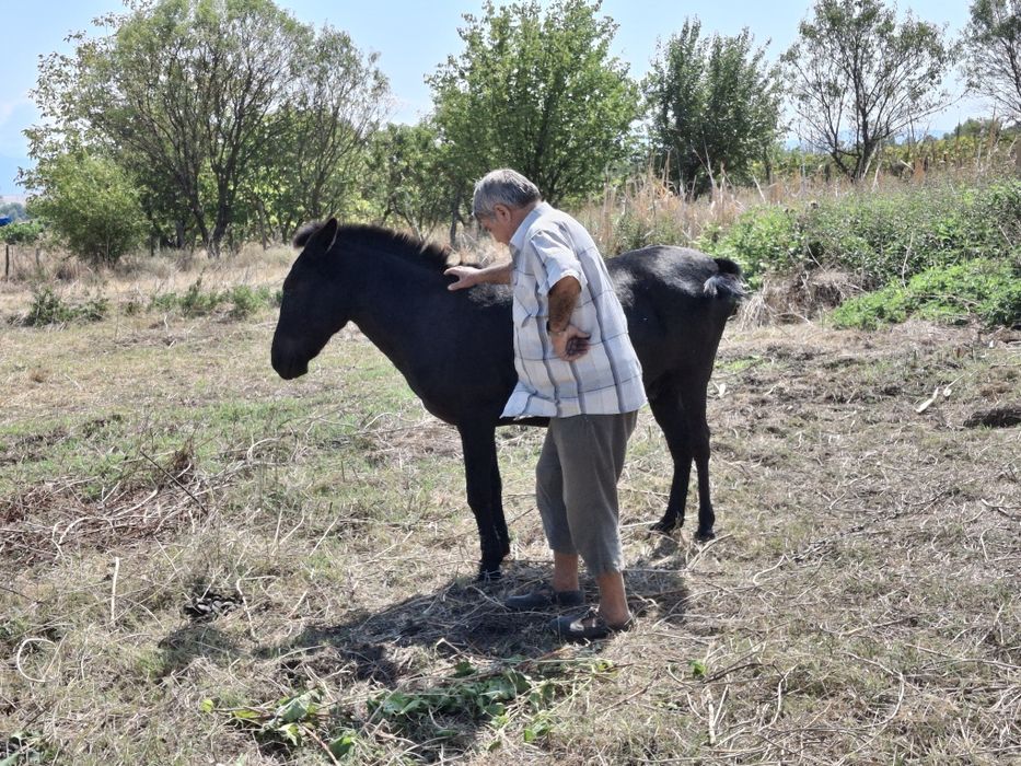 Продава се муле на средна възраст, около 700кг.
