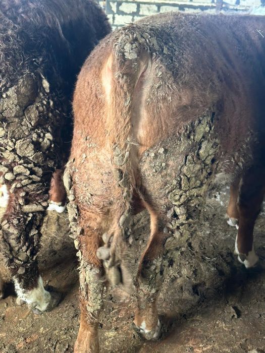 Бұқа сатылады срочноо