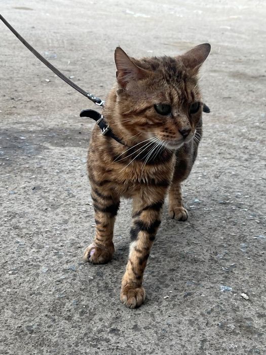 Бенгальские котята,  бенгал