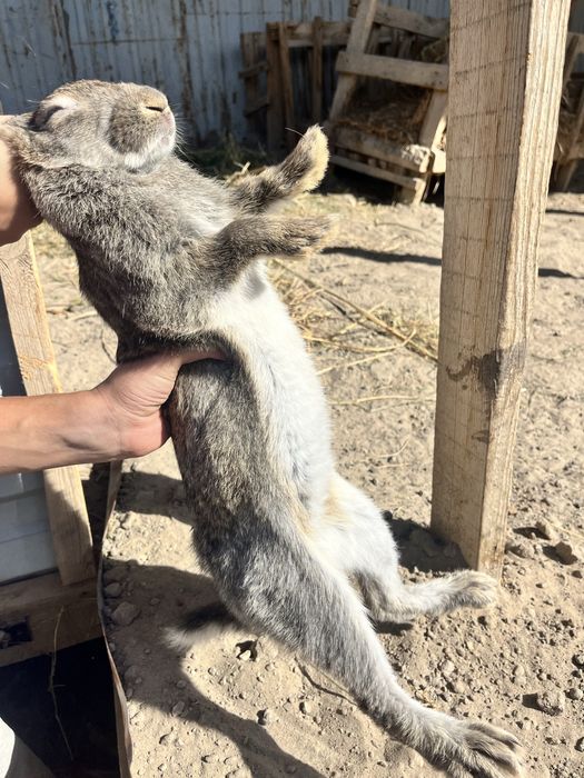 Кожек кояндар сатылады