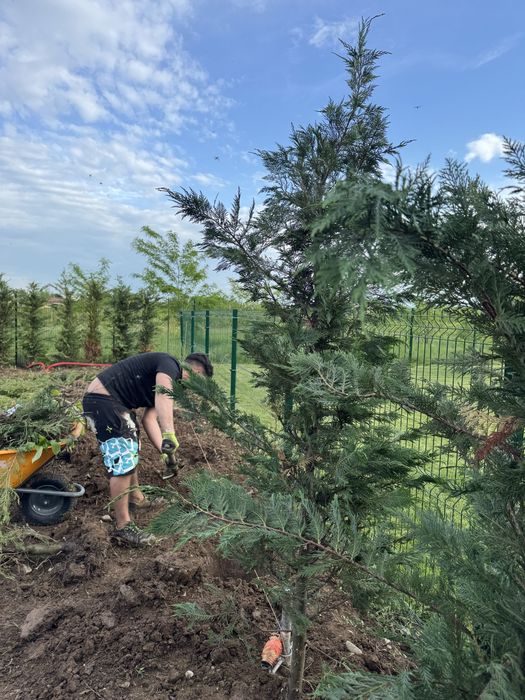 Gazon rulouri / sământă | Sisteme de irigații intretineri spatii verzi plante ornamentale
