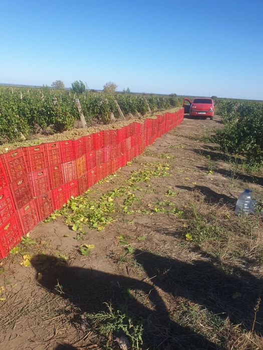Vand struguri de vin direct de la producător