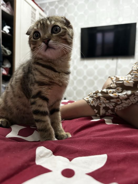 Шотландская вислоуха