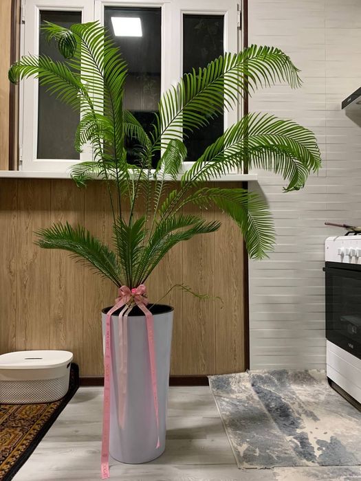 Декоративный живой цветок