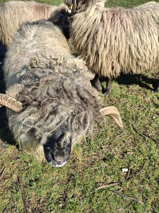 Vând Berbec Mior Bucălau