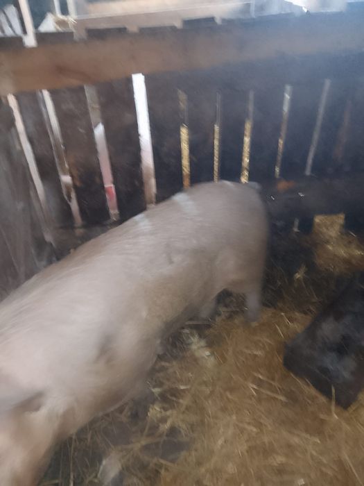 Продам кабана 10 месяцев