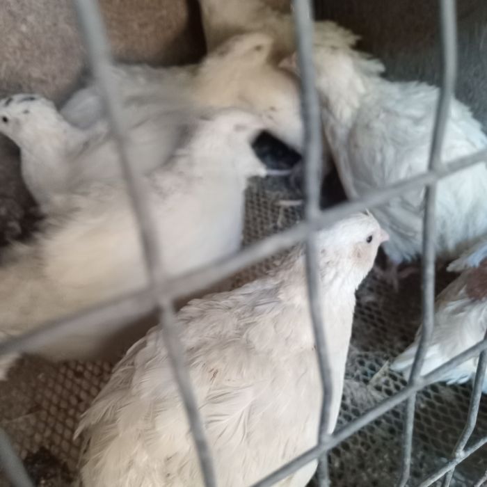 Продам  перепелок.