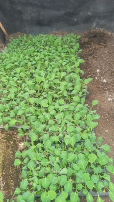 Răsaduri de vînzare