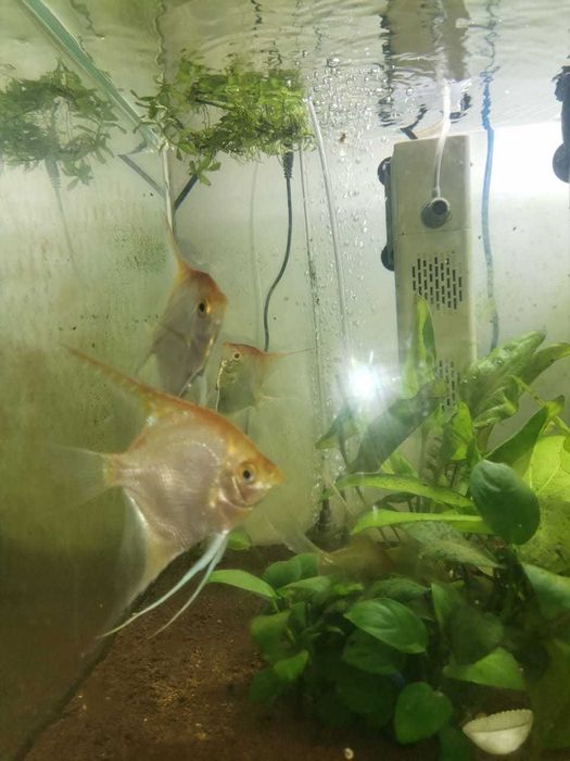 Продам аквариум и рыбок