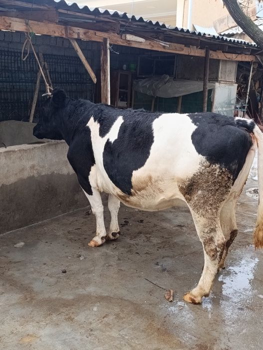 Rasiskiy yetu bogʻoz sigir sotiladi