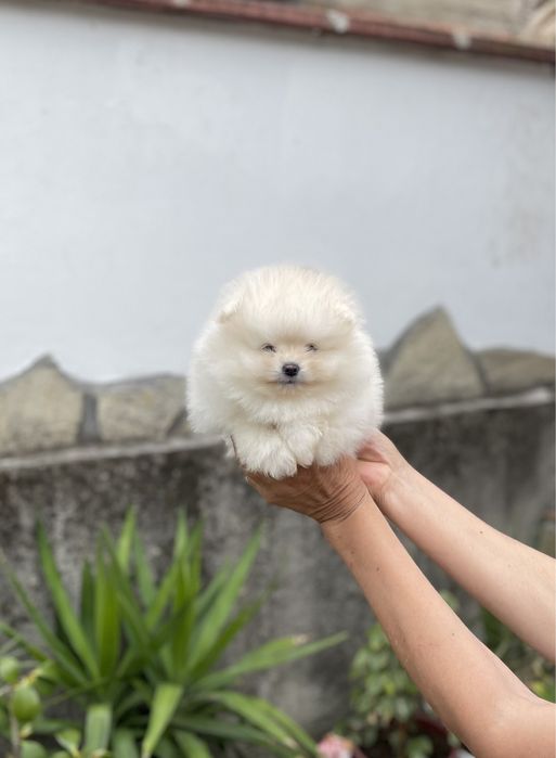 Померан мини мини