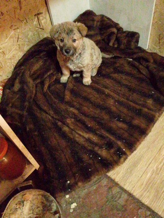 Отдам в добрые руки двух щенят