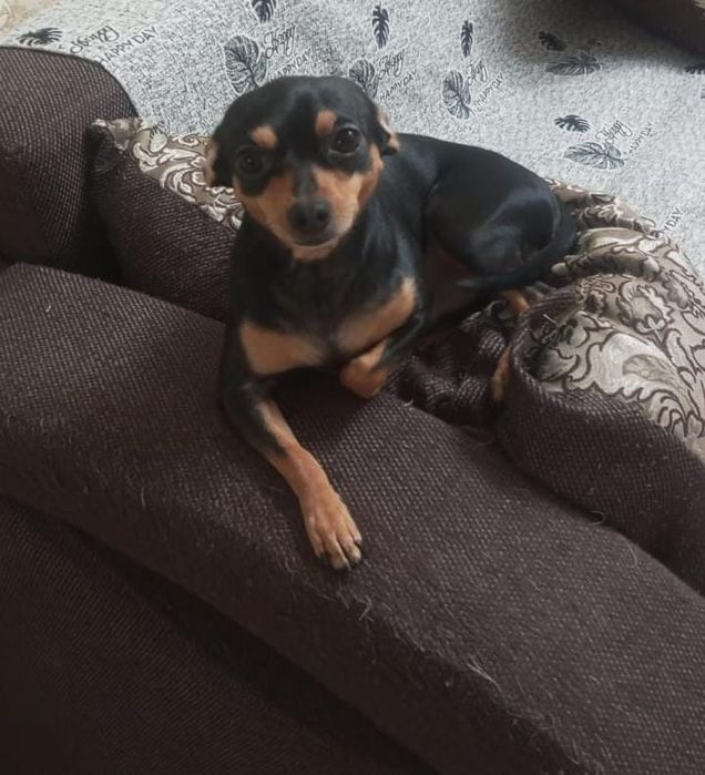 Для вязки той терьер