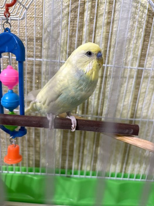 Продаётся попугай