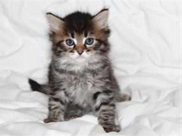 Super skidka sibirskiy angora