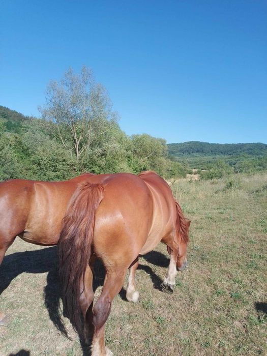 Iepe și mânze de vanzare