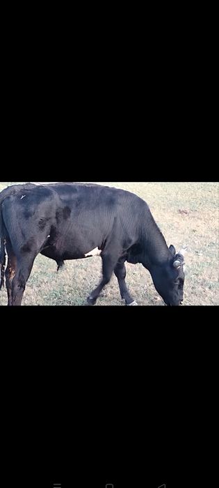 Продам бык хороши