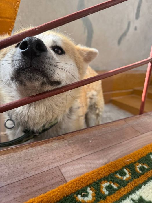 Акита-ину,ищем самку для вязки