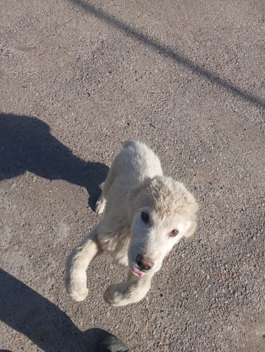 Продаются щенки Алабая.