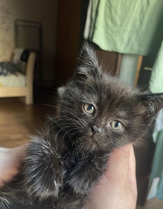 Отдам котенка в добрые руки.