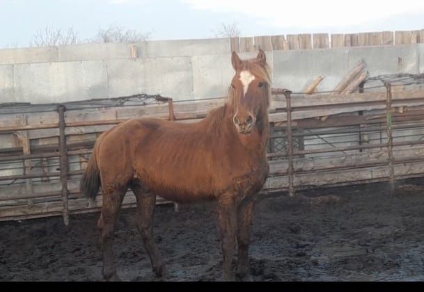 Айғыр , жеребец,ново Алтай