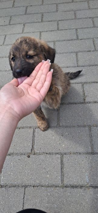 Donez cățeluș jucăuș