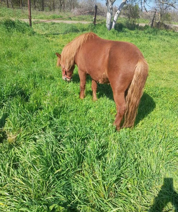 Ponei armăsar monta vând schimb