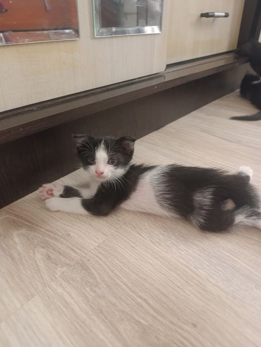 Мысық марғау котята