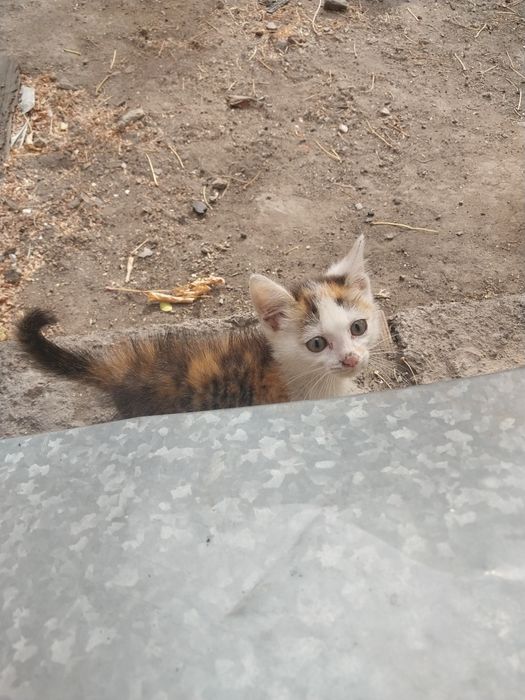 Котенок в дар . Караганда