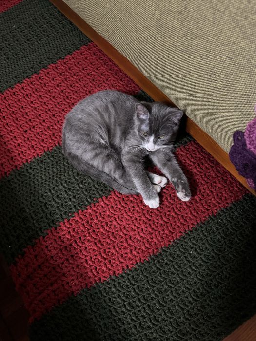 Кошка в добрые руки