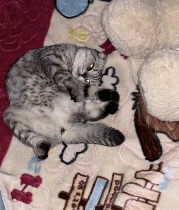 Шотландская вислоухая кошка
