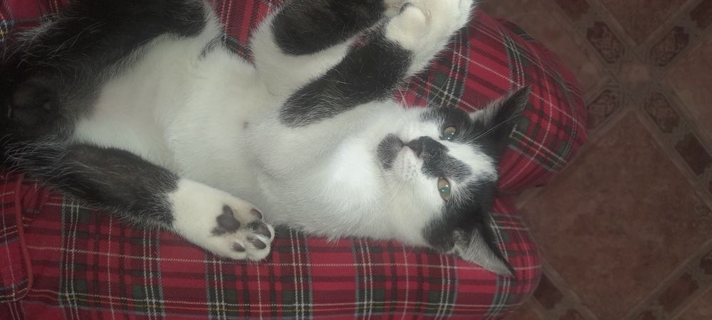 Котёнок отдам в добрые руки