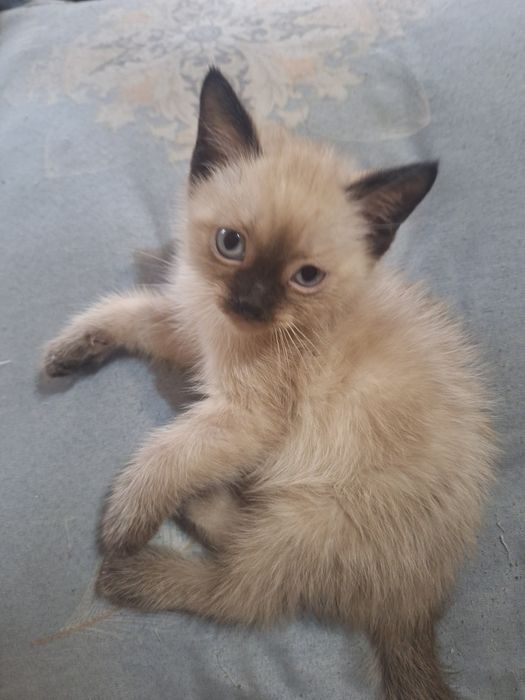 Сиямиский мушукчалар сотилади