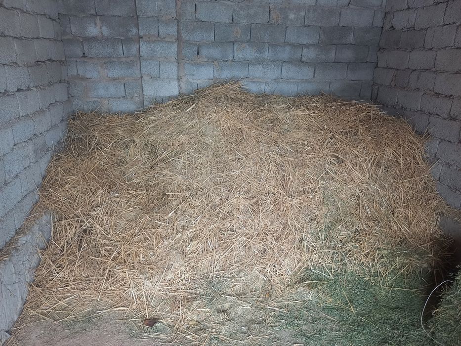 Сабан и жонышка Тассайда тур