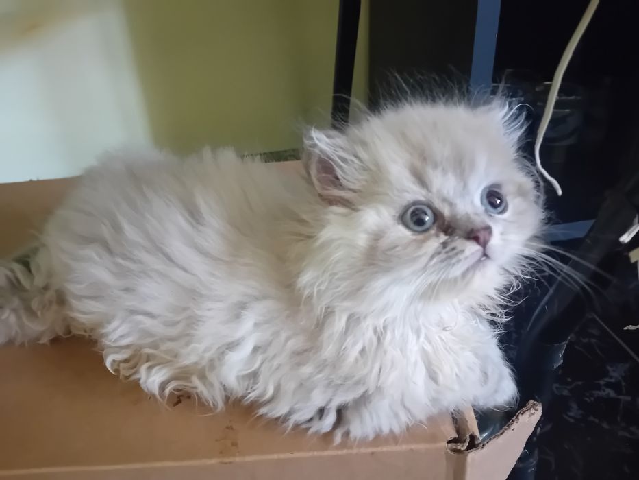 Персийски котки женски и мъжки
