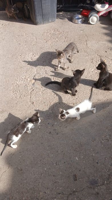Donez pui de pisică